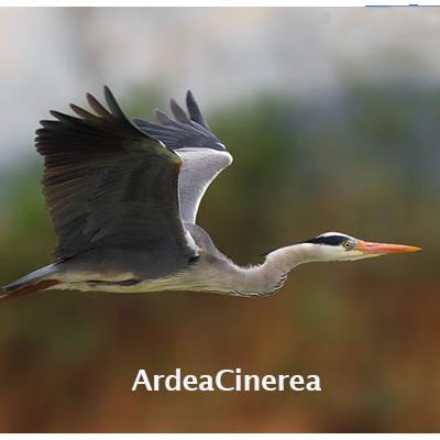 Ardea Cinerea