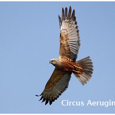 Circus Aeruginosus