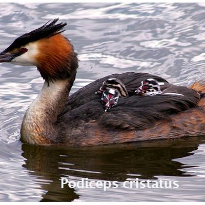 Podiceps Cristatus