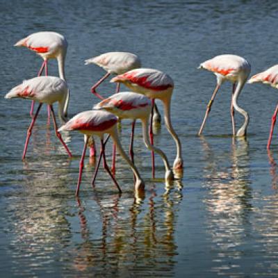 Pajaros del Delta del Ebro