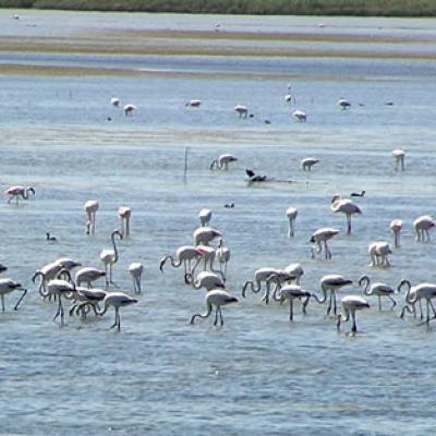 Bandada Flamencos